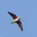 Blue-rumped_Parrot-180209-107ND500-FYP_7858-W.jpg