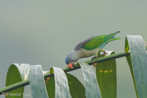 Blue-rumped Parrot-180627-110ND500-FYP_0903-W.jpg (3971 visits) Blue-rumped Parrot at Jelutong Tower Blue-rumped Parrot-180627-110ND500-FYP_0903-W.jpg