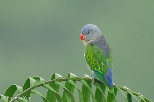 Blue-rumped Parrot-240604-231MSDCF-FYP03652-W.jpg (2010 visits) Blue-rumped Parrot at Jelutong Tower Blue-rumped Parrot-240604-231MSDCF-FYP03652-W.jpg