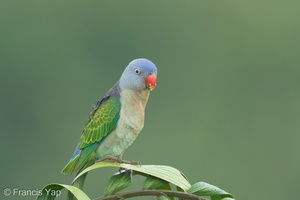 Blue-rumped Parrot-240605-231MSDCF-FYP05453-W.jpg (1974 visits) Blue-rumped Parrot at Jelutong Tower Blue-rumped Parrot-240605-231MSDCF-FYP05453-W.jpg