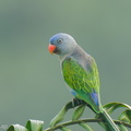 Blue-rumped_Parrot-250516-107FRYAP-FYA00312-W.jpg
