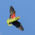 Blue-rumped Parrot-251002-125FRYAP-FYA02355-W.jpg