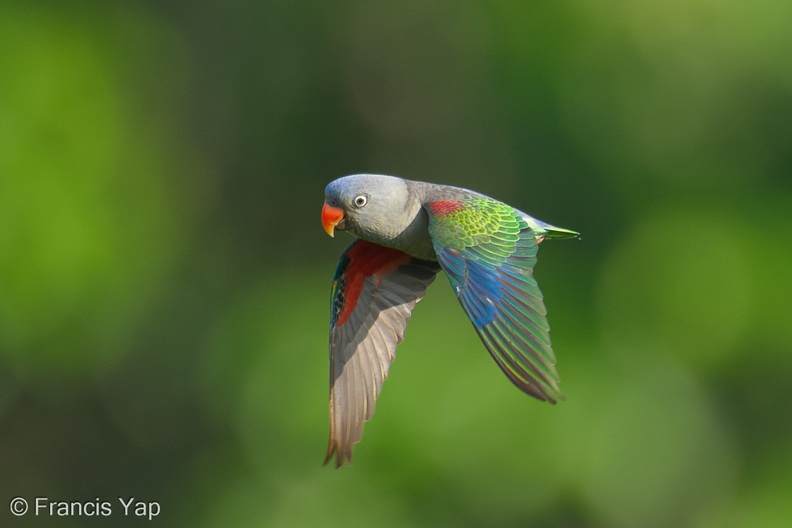 Blue-rumped_Parrot-260429-186FRYAP-FYA04268-W.jpg