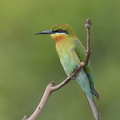 Blue-tailed Bee-eater-130317-105EOS1D-FY1X8817-W.jpg