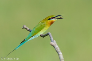 Blue-tailed Bee-eater-220108-135MSDCF-FRY06473-W.jpg