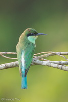Blue-throated Bee-eater-110715-104EOS1D-FYAP0405-W.jpg (3986 visits) Blue-throated Bee-eater at Jelutong Tower Blue-throated Bee-eater-110715-104EOS1D-FYAP0405-W.jpg