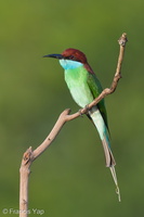 Blue-throated Bee-eater-130317-105EOS1D-FY1X8498-W.jpg (4051 visits) Blue-throated Bee-eater at Jelutong Tower Blue-throated Bee-eater-130317-105EOS1D-FY1X8498-W.jpg