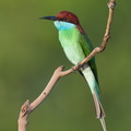Blue-throated Bee-eater-130317-105EOS1D-FY1X8498-W.jpg