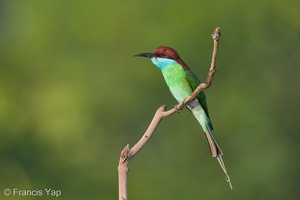 Blue-throated Bee-eater-130317-105EOS1D-FY1X8509-W.jpg (3976 visits) Blue-throated Bee-eater at Jelutong Tower Blue-throated Bee-eater-130317-105EOS1D-FY1X8509-W.jpg