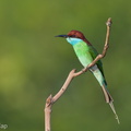 Blue-throated_Bee-eater-130317-105EOS1D-FY1X8509-W.jpg