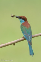 Blue-throated Bee-eater-160619-101EOS1D-F1X24844-W.jpg (3925 visits) Blue-throated Bee-eater at Punggol End Blue-throated Bee-eater-160619-101EOS1D-F1X24844-W.jpg