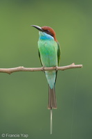 Blue-throated Bee-eater-240609-232MSDCF-FYP02787-W.jpg (1930 visits) Blue-throated Bee-eater at Punggol End Blue-throated Bee-eater-240609-232MSDCF-FYP02787-W.jpg