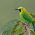 Blue-winged Leafbird-130405-106EOS1D-FY1X3073-W.jpg