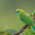 Blue-winged_Leafbird-130405-106EOS1D-FY1X3178-W.jpg