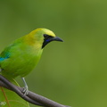 Blue-winged_Leafbird-131226-112EOS1D-FY1X5484-W.jpg