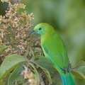 Blue-winged_Leafbird-140221-114EOS1D-FY1X2850-W.jpg