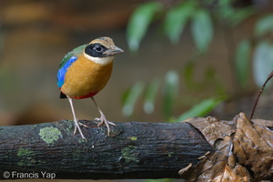 Blue-winged Pitta-120302-109EOS1D-FYAP4894-W.jpg (4417 visits) Blue-winged Pitta at MacRitchie Boardwalk Blue-winged Pitta-120302-109EOS1D-FYAP4894-W.jpg