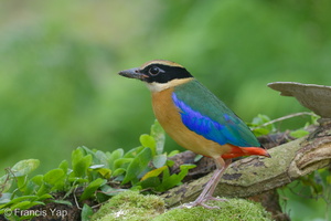 Blue-winged Pitta-131022-110EOS1D-FY1X9777-W.jpg (4174 visits) Blue-winged Pitta at Bidadari Blue-winged Pitta-131022-110EOS1D-FY1X9777-W.jpg