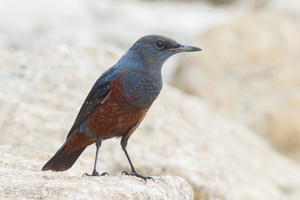 Blue Rock Thrush-111102-105EOS1D-FYAP8177-W.jpg (4104 visits) Blue Rock Thrush at Sentosa Cove Blue Rock Thrush-111102-105EOS1D-FYAP8177-W.jpg