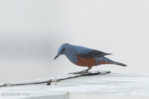Blue Rock Thrush-170220-109EOS1D-F1X28721-W.jpg