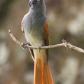 Blyths_Paradise_Flycatcher-240915-245MSDCF-FYP06927-W.jpg
