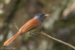 Blyth's Paradise Flycatcher-240915-245MSDCF-FYP07019-W.jpg