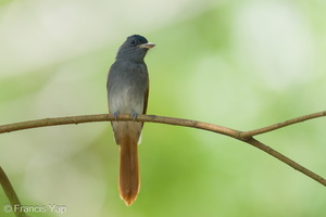 Blyth's Paradise Flycatcher-240915-245MSDCF-FYP07727-W.jpg
