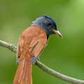 Blyths_Paradise_Flycatcher-240915-245MSDCF-FYP08768-W.jpg