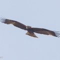 Booted_Eagle-131108-111EOS1D-FY1X4357-W.jpg