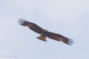 Booted Eagle-131108-111EOS1D-FY1X4367-W.jpg (4242 visits) Booted Eagle at Tanah Merah Booted Eagle-131108-111EOS1D-FY1X4367-W.jpg