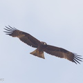 Booted Eagle-131108-111EOS1D-FY1X4367-W.jpg