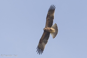 Booted Eagle-161113-107EOS1D-F1X22089-W.jpg (4294 visits) Booted Eagle at Punggol Barat Booted Eagle-161113-107EOS1D-F1X22089-W.jpg
