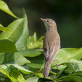 Booted_Warbler-171211-106ND500-FYP_4307-W.jpg