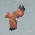 Brahminy_Kite-131124-111EOS1D-FY1X7445-W.jpg