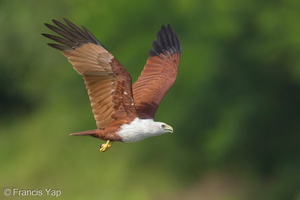 Brahminy Kite-131124-111EOS1D-FY1X7492-W.jpg