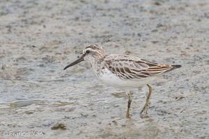 Broad-billed Sandpiper-120916-113EOS1D-FYAP0894-W.jpg