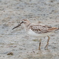 Broad-billed_Sandpiper-120916-113EOS1D-FYAP0894-W.jpg