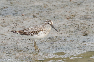 Broad-billed Sandpiper-120916-113EOS1D-FYAP0934-W.jpg