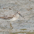 Broad-billed_Sandpiper-120916-113EOS1D-FYAP0934-W.jpg
