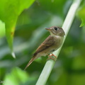 Brown-breasted_Flycatcher-241021-247MSDCF-FYP07513-W.jpg