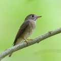 Brown-breasted Flycatcher-251019-127FRYAP-FYA00522-W.jpg