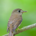 Brown-breasted Flycatcher-251019-127FRYAP-FYA02107-W.jpg