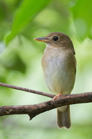 Brown-chested Jungle Flycatcher-111023-108EOS7D-IMG_7632-W.jpg (4236 visits) Brown-chested Jungle Flycatcher at Bidadari Brown-chested Jungle Flycatcher-111023-108EOS7D-IMG_7632-W.jpg