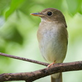 Brown-chested_Jungle_Flycatcher-111023-108EOS7D-IMG_7632-W.jpg