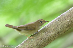 Brown-chested Jungle Flycatcher-120926-101EOS1D-FY1X9782-W.jpg (4370 visits) Brown-chested Jungle Flycatcher at Bidadari Brown-chested Jungle Flycatcher-120926-101EOS1D-FY1X9782-W.jpg