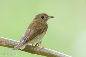 Brown-chested Jungle Flycatcher-121012-102EOS1D-FY1X5043-W.jpg (4244 visits) Brown-chested Jungle Flycatcher at Bidadari Brown-chested Jungle Flycatcher-121012-102EOS1D-FY1X5043-W.jpg
