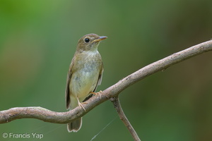 Brown-chested Jungle Flycatcher-131013-110EOS1D-FY1X6139-W.jpg (1767 visits) Brown-chested Jungle Flycatcher at Bidadari Brown-chested Jungle Flycatcher-131013-110EOS1D-FY1X6139-W.jpg