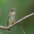 Brown-chested_Jungle_Flycatcher-131013-110EOS1D-FY1X6139-W.jpg