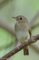 Brown-chested Jungle Flycatcher-140410-115EOS1D-FY1X4695-W.jpg (4159 visits) Brown-chested Jungle Flycatcher at Bidadari Brown-chested Jungle Flycatcher-140410-115EOS1D-FY1X4695-W.jpg