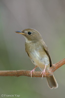 Brown-chested Jungle Flycatcher-191011-100MSDCF-FYP05138-W.jpg (4311 visits) Brown-chested Jungle Flycatcher at Bidadari Brown-chested Jungle Flycatcher-191011-100MSDCF-FYP05138-W.jpg